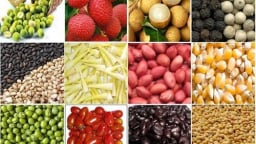 Kim ngạch xuất khẩu nhiều mặt hàng nông sản tăng kỷ lục